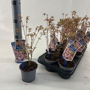 Acer palmatum 'Iyoshi'