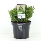 Chamaecyparis obtusa 'Saffron Spray'