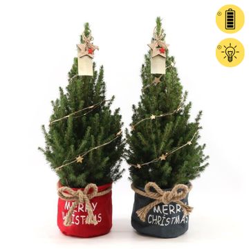 Picea glauca DECEMBER