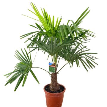 Trachycarpus fortunei