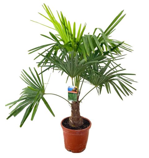 Trachycarpus fortunei