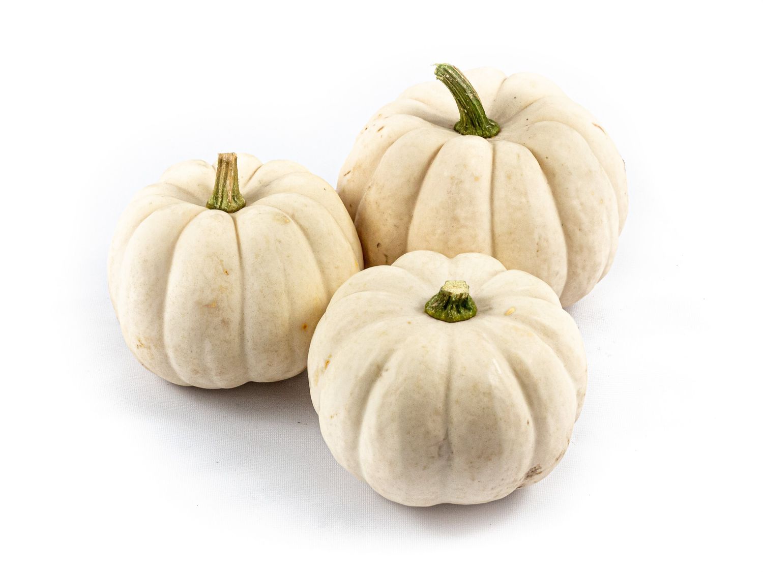 Cucurbita pepo 'Casperita' — Plant Wholesale FlorAccess