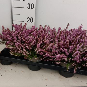 Erica x darleyensis 'Darley Dale'
