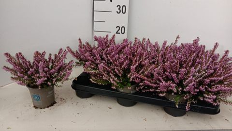 Erica x darleyensis 'Darley Dale'