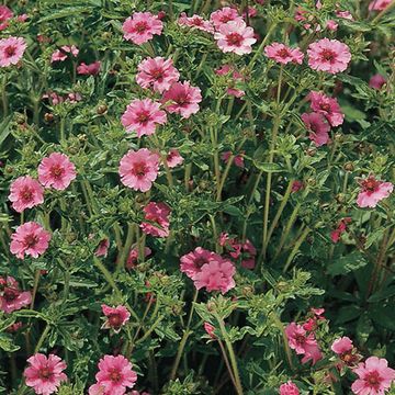 Potentilla nepalensis 'Miss Willmott'