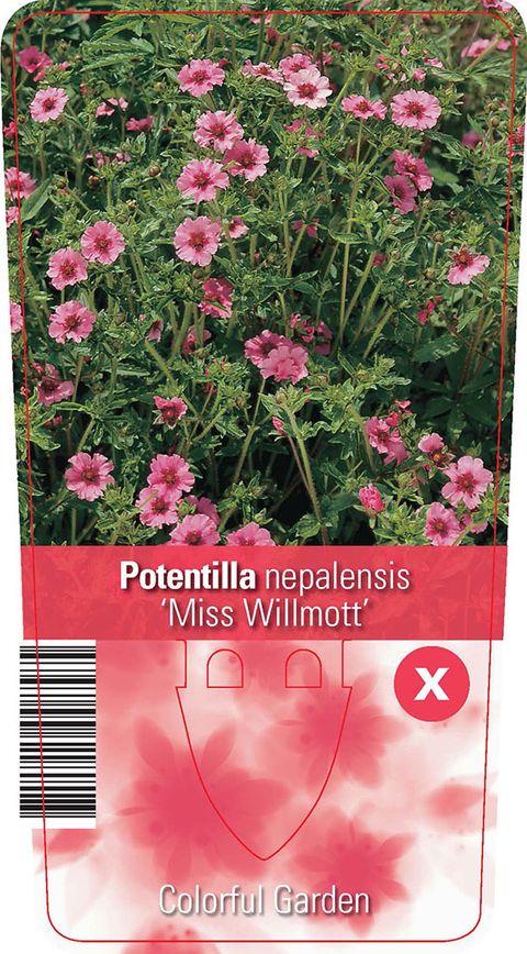 Potentilla nepalensis 'Miss Willmott'