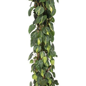 Philodendron scandens 'Brasil'