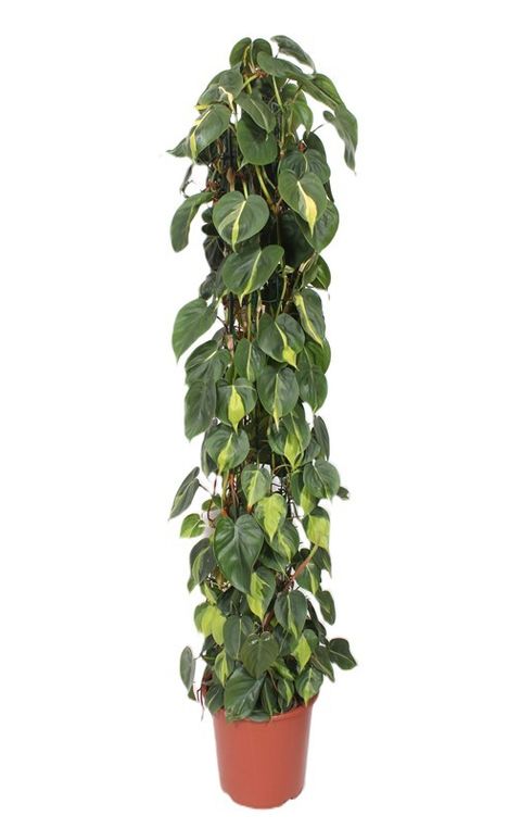 Philodendron scandens 'Brasil'