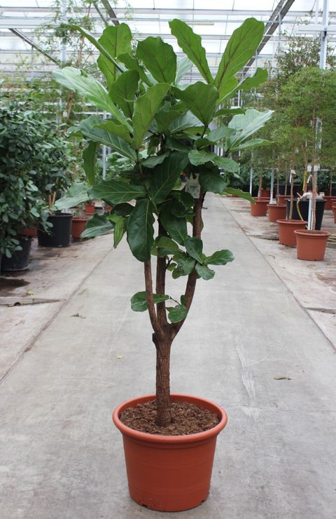 Ficus lyrata