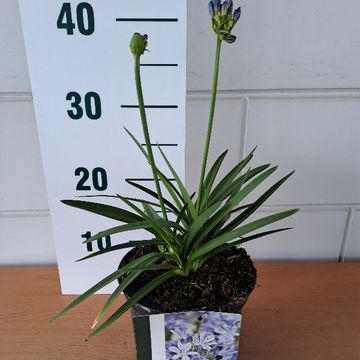 Agapanthus 'Charlotte'