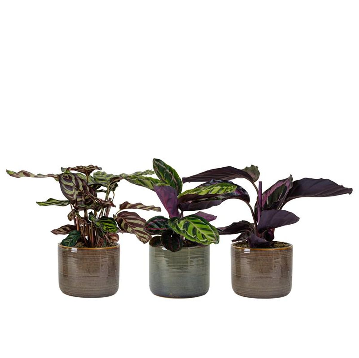 Calathea MIX — Plant Wholesale FlorAccess