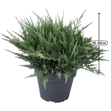 Juniperus horizontalis 'Blue Chip'