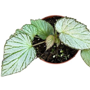 Begonia 'Two Face'