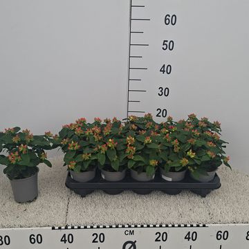 Hypericum androsaemum