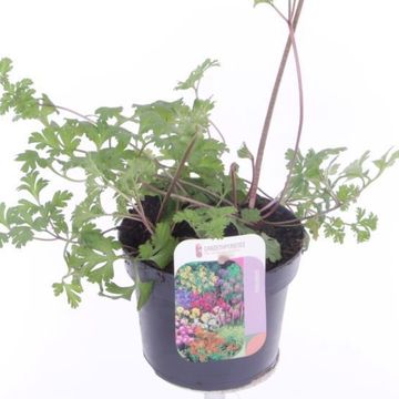 Anemone coronaria 'Animo Blue'