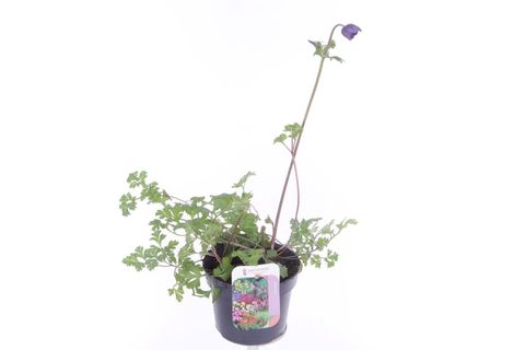 Anemone coronaria 'Animo Blue'