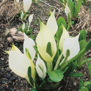 Lysichiton camtschatcensis