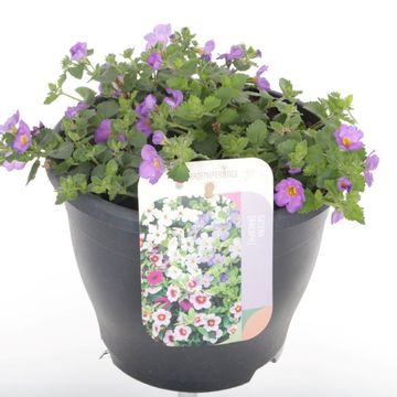 Sutera diffusus 'Bola Blue'