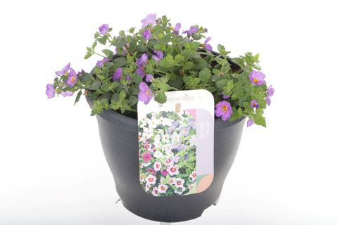 Sutera diffusus 'Bola Blue'