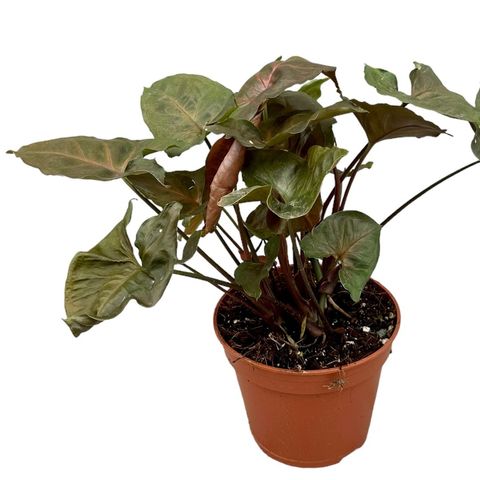 Syngonium podophyllum 'Brocante' — Plant Wholesale FlorAccess