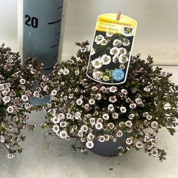 Gypsophila cerastoides