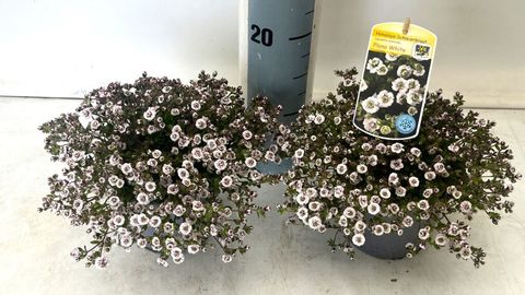 Gypsophila cerastoides