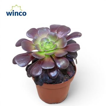 Aeonium arboreum 'Velours'