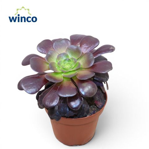 Aeonium arboreum 'Velours'