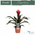 Guzmania 'Happyness'