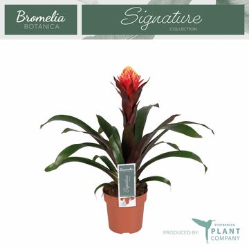 Guzmania 'Happyness'