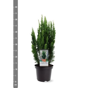 Chamaecyparis lawsoniana 'Little Spire'