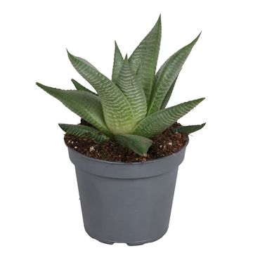Haworthia limifolia 'Twister'