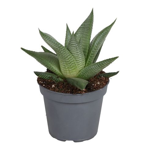Haworthia limifolia 'Twister'