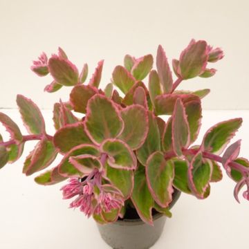 Sedum telephium SEDUCTION LA VIE EN ROSE