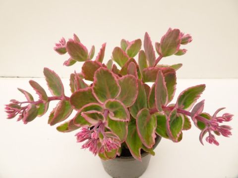 Sedum telephium SEDUCTION LA VIE EN ROSE