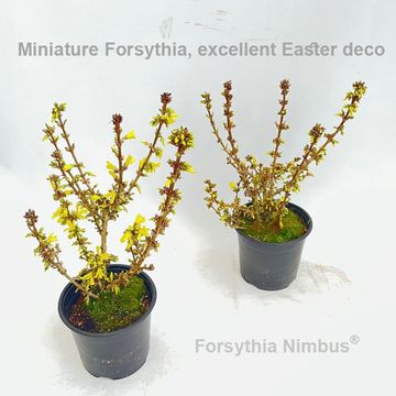 Forsythia x intermedia 'Nimbus'