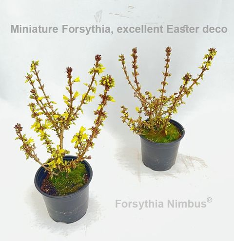 Forsythia x intermedia 'Nimbus'