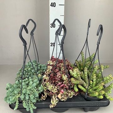 Succulents MIX