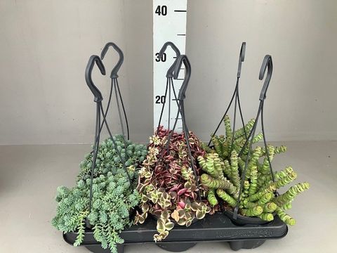 Succulents MIX