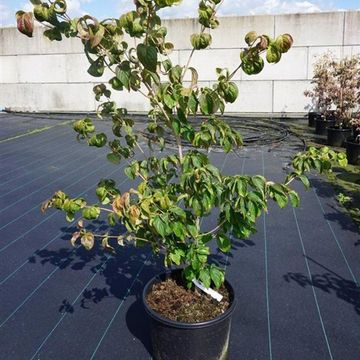 Cornus kousa HEART THROB