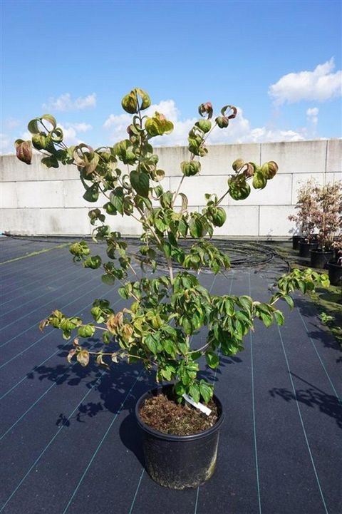 Cornus kousa HEART THROB
