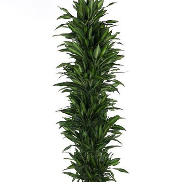 Dracaena fragrans 'Silindo'