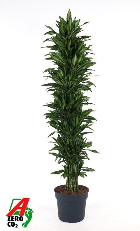 Dracaena fragrans 'Silindo'