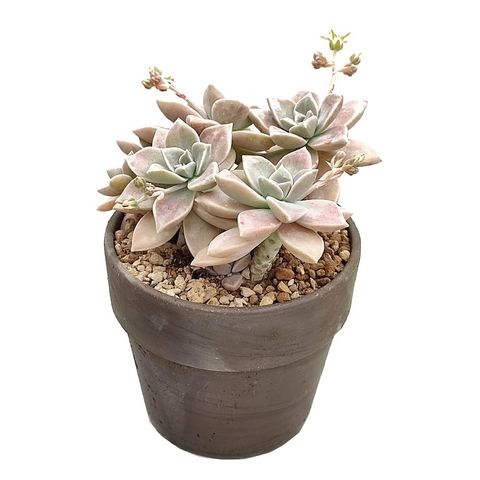 Graptopetalum paraguayense