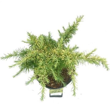 Cedrus deodara 'Lime Glow'
