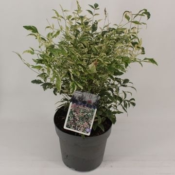 Nandina domestica 'Twilight'