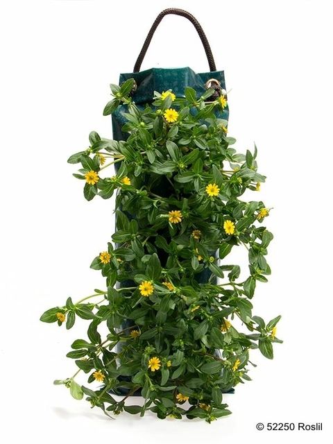 Sanvitalia procumbens