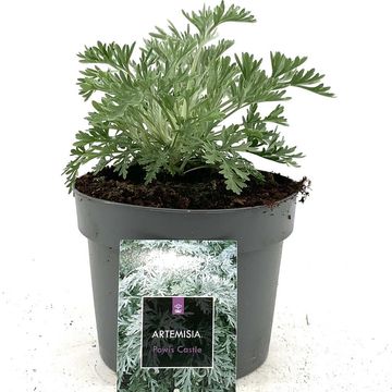 Artemisia 'Powis Castle'