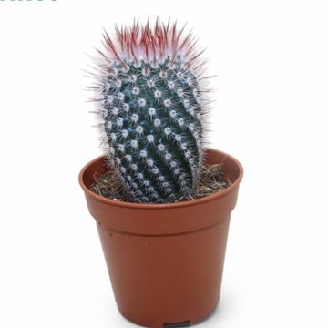 Notocactus scopa rubra