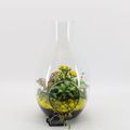 Arrangement Basic Fundamentals Terrarium